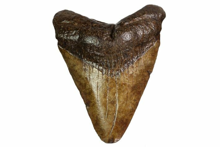 Juvenile Megalodon Tooth - Georgia #158754